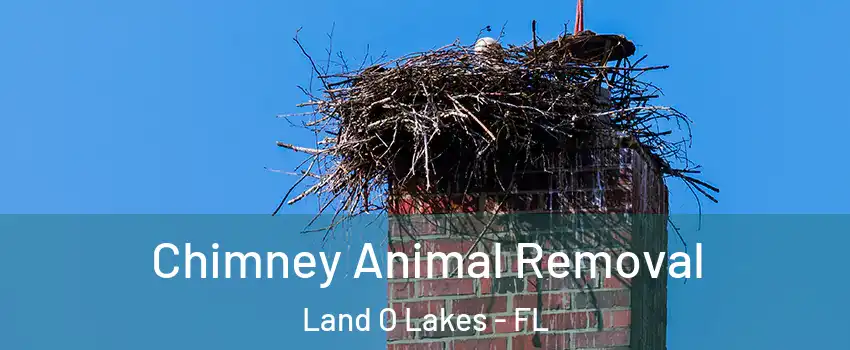 Chimney Animal Removal Land O Lakes - FL