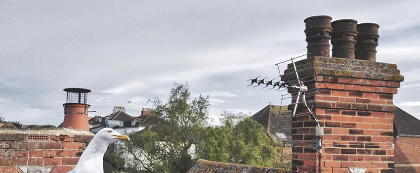 Chimney Cleaning And Restoration in Land O Lakes, Florida